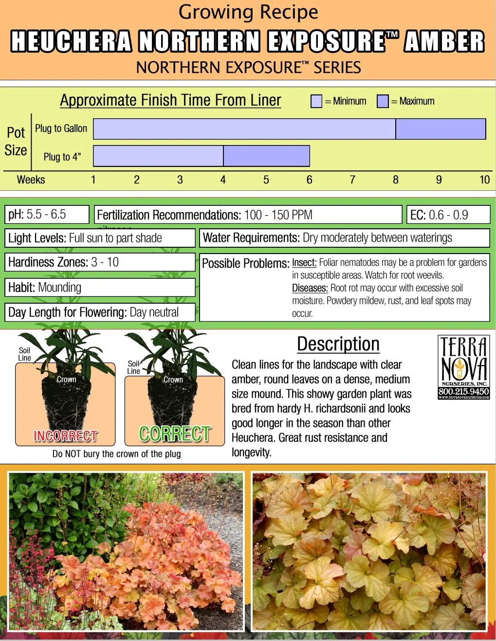 Heuchera Northern Exposure™ Amber