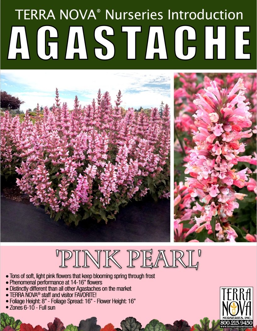 Agastache Pink Pearl