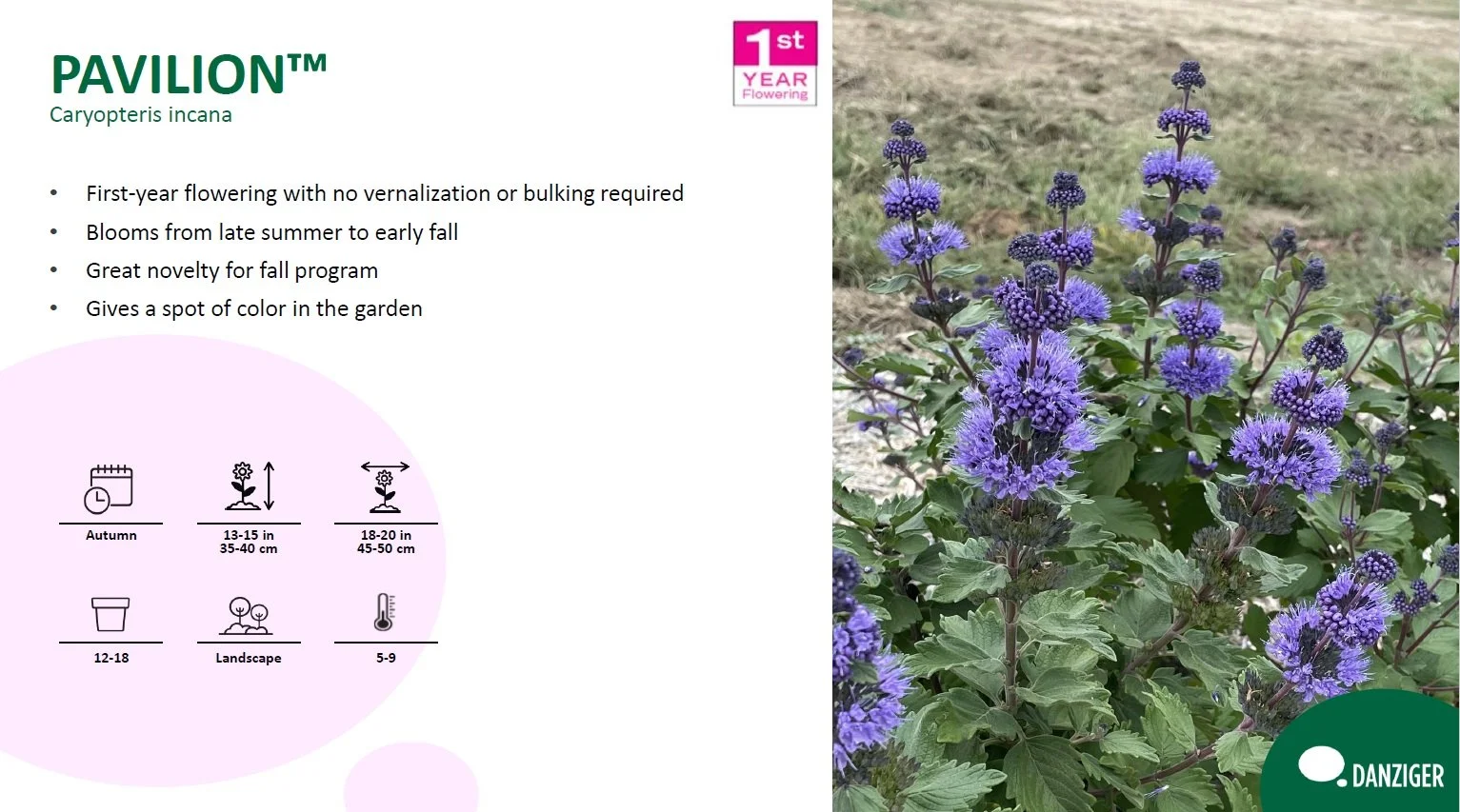 Caryopteris Pavilion™