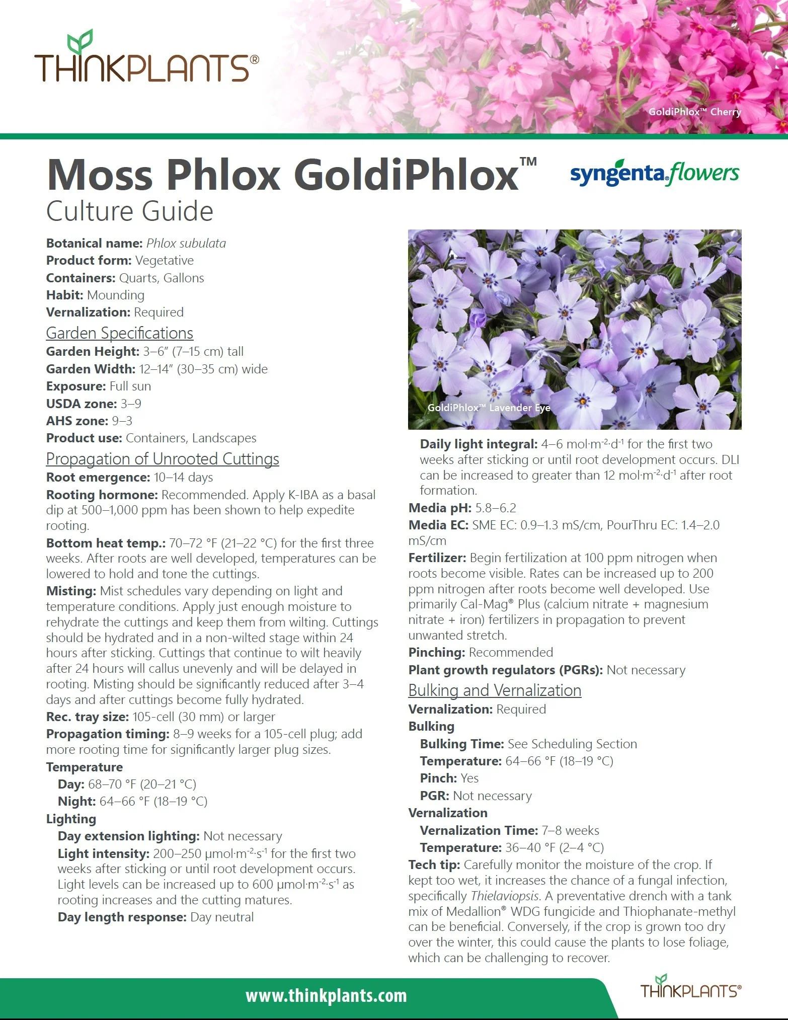 Phlox (Moss) GoldiPhlox™