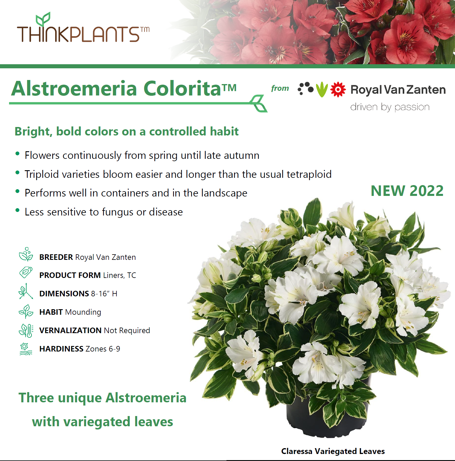 Alstroemeria Colorita®