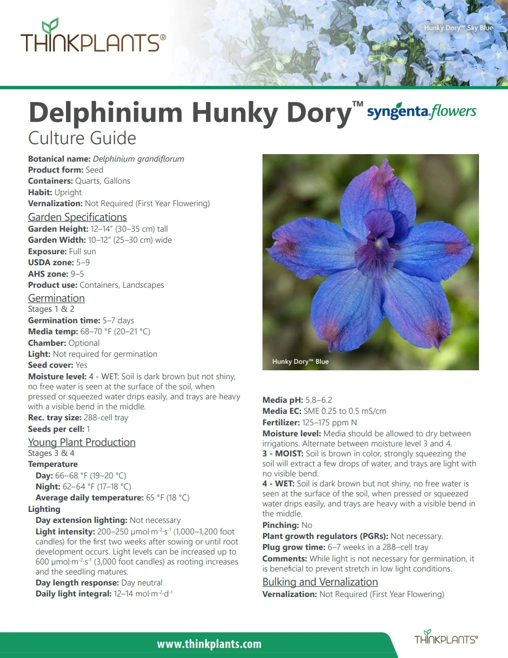 Delphinium Hunky Dory™