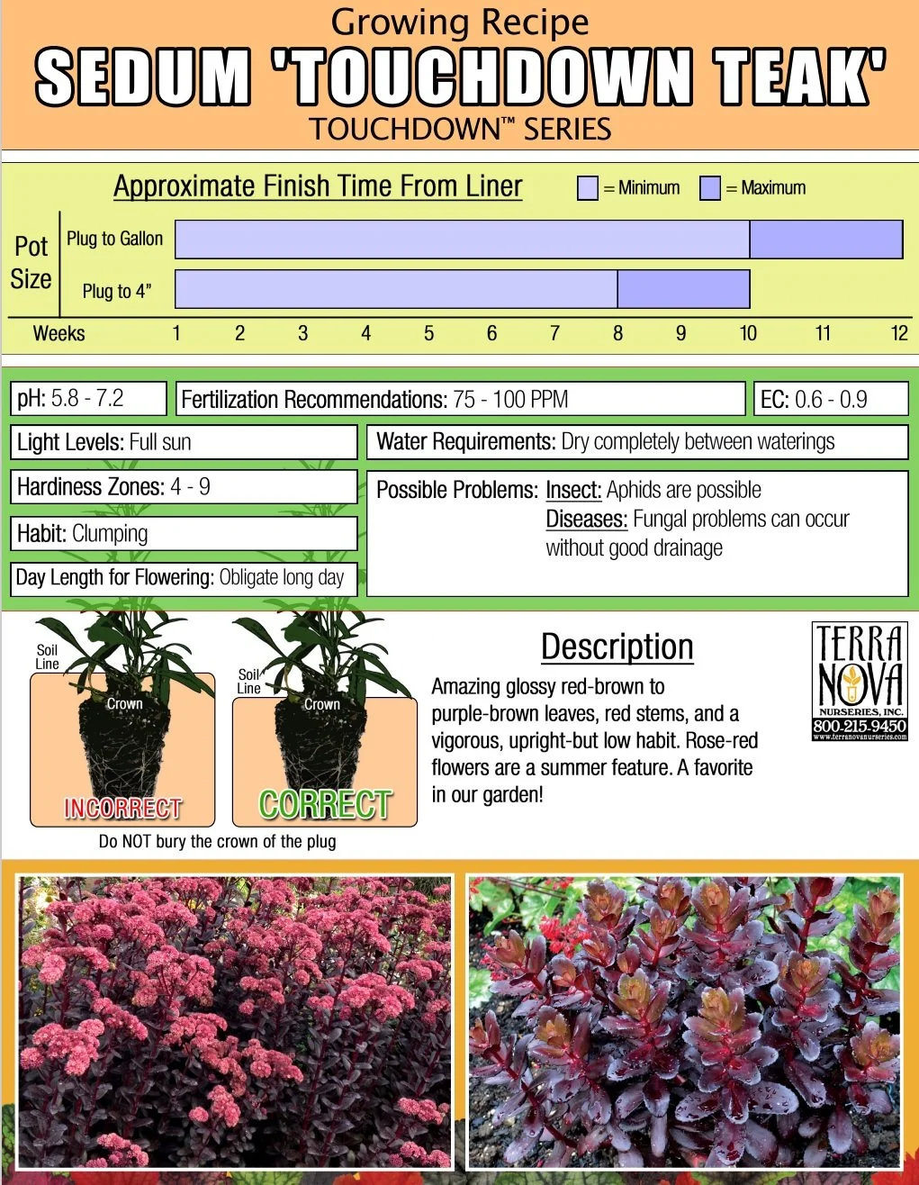 Sedum Touchdown Teak