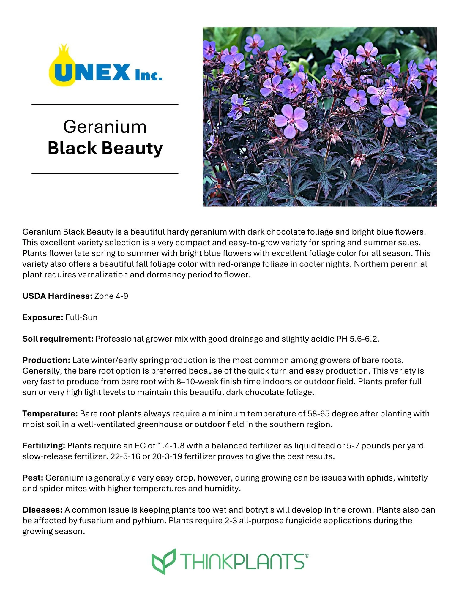 Geranium Black Beauty