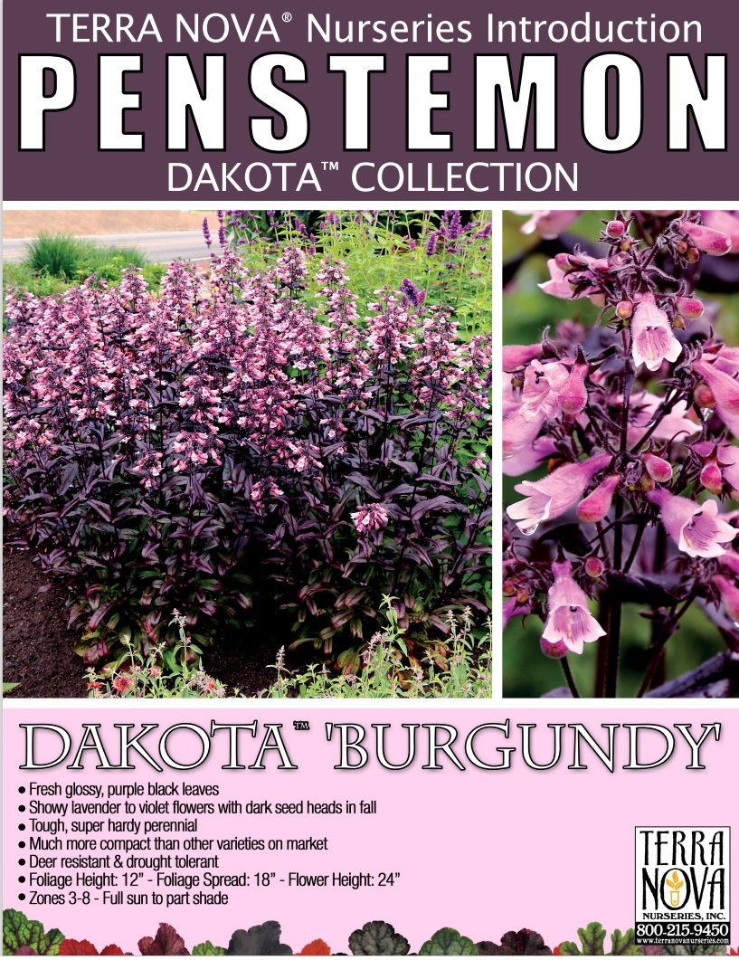 Penstemon Dakota™ Burgundy