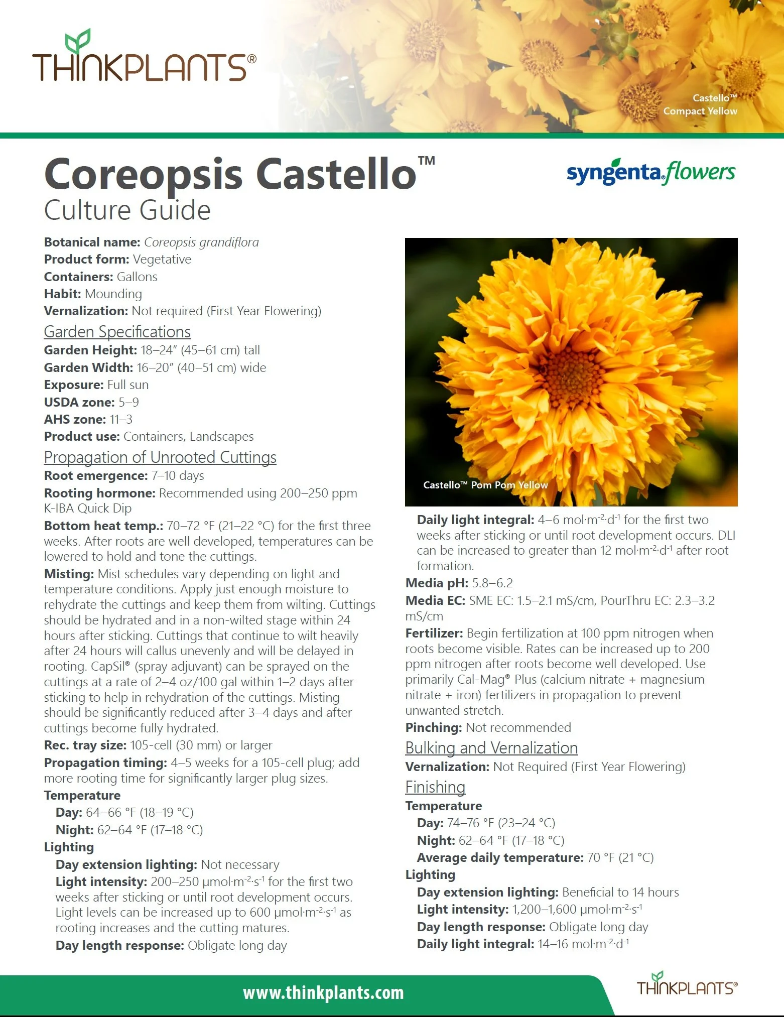 Coreopsis Castello™