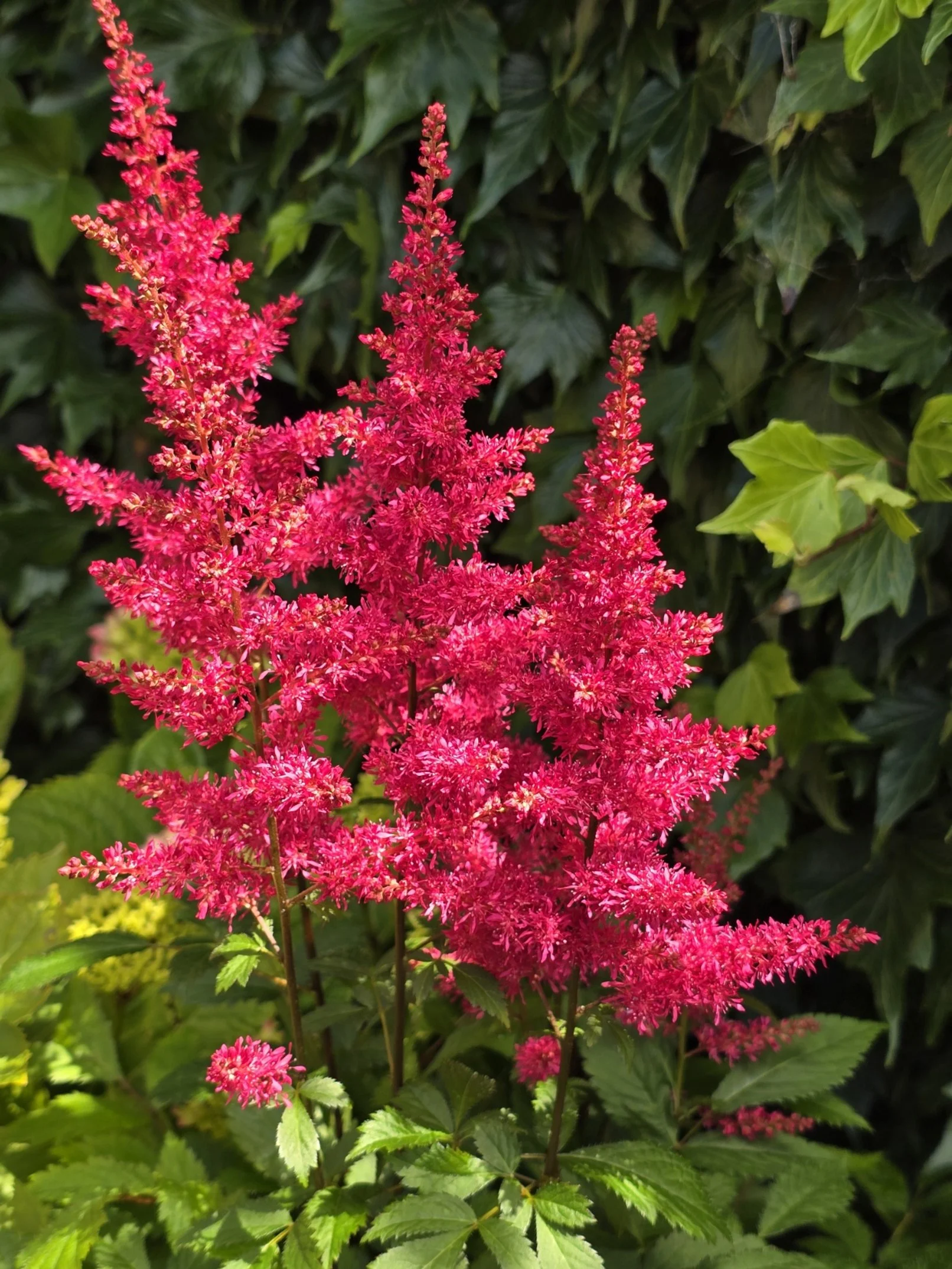 Astilbe Red Drumset 2024d.jpg