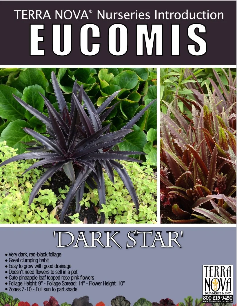 Eucomis Dark Star