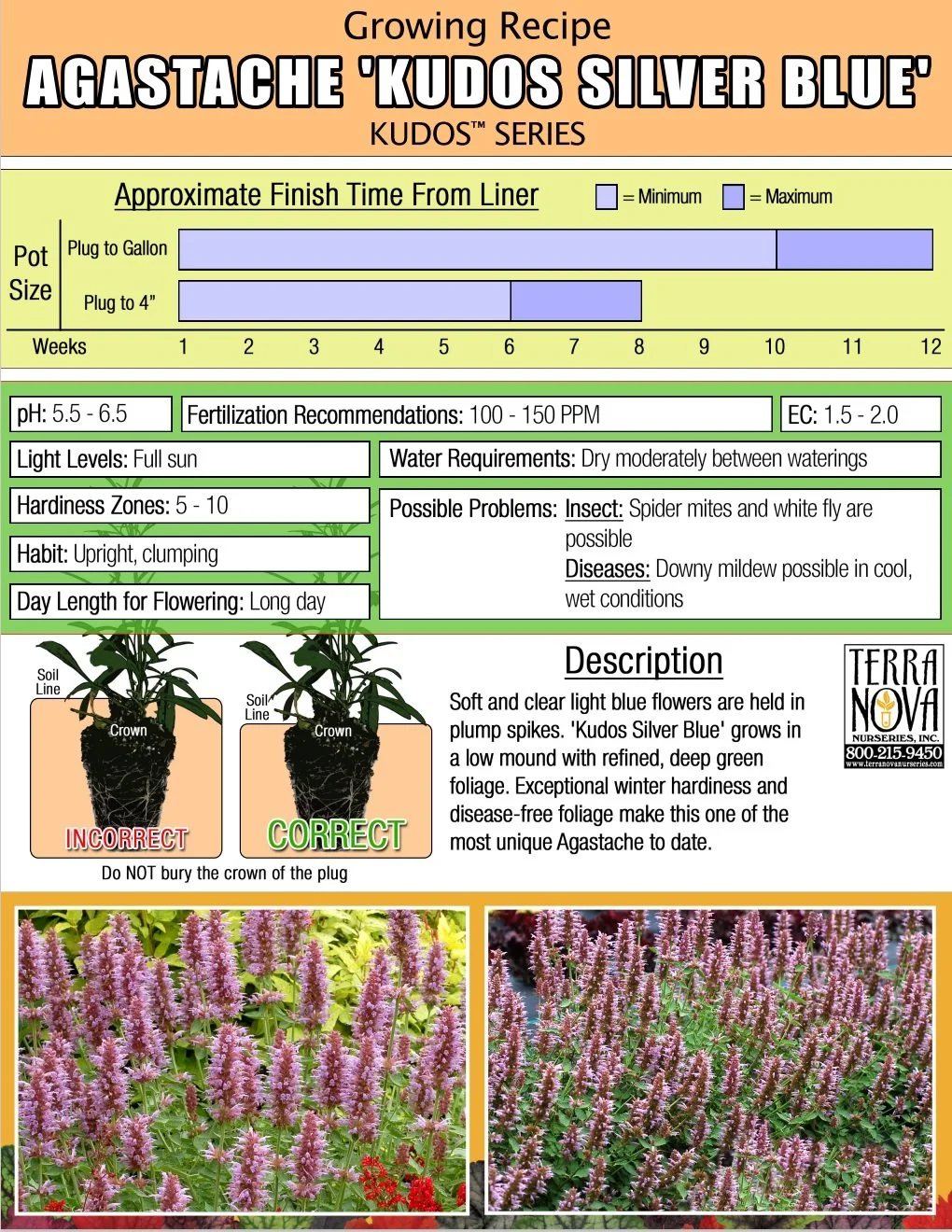 Agastache Kudos™ Silver Blue