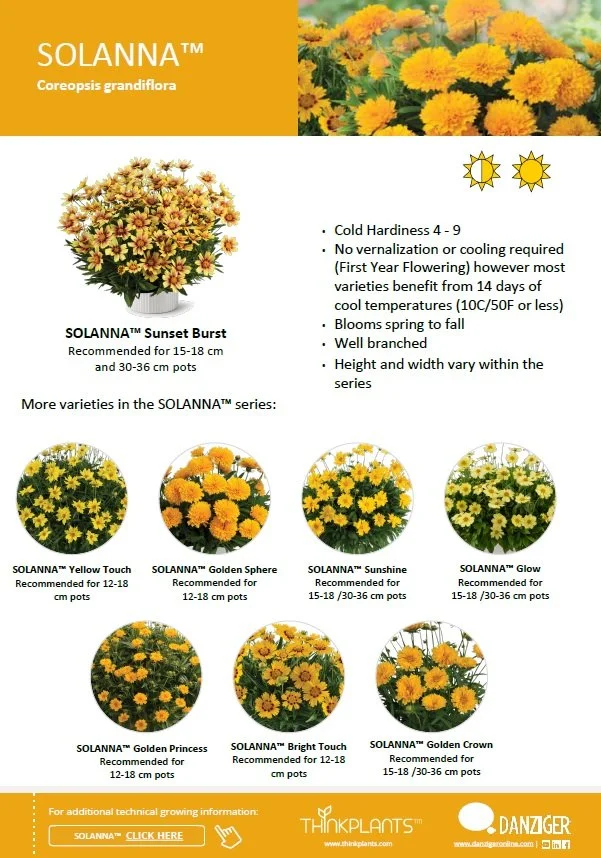 Coreopsis Solanna™