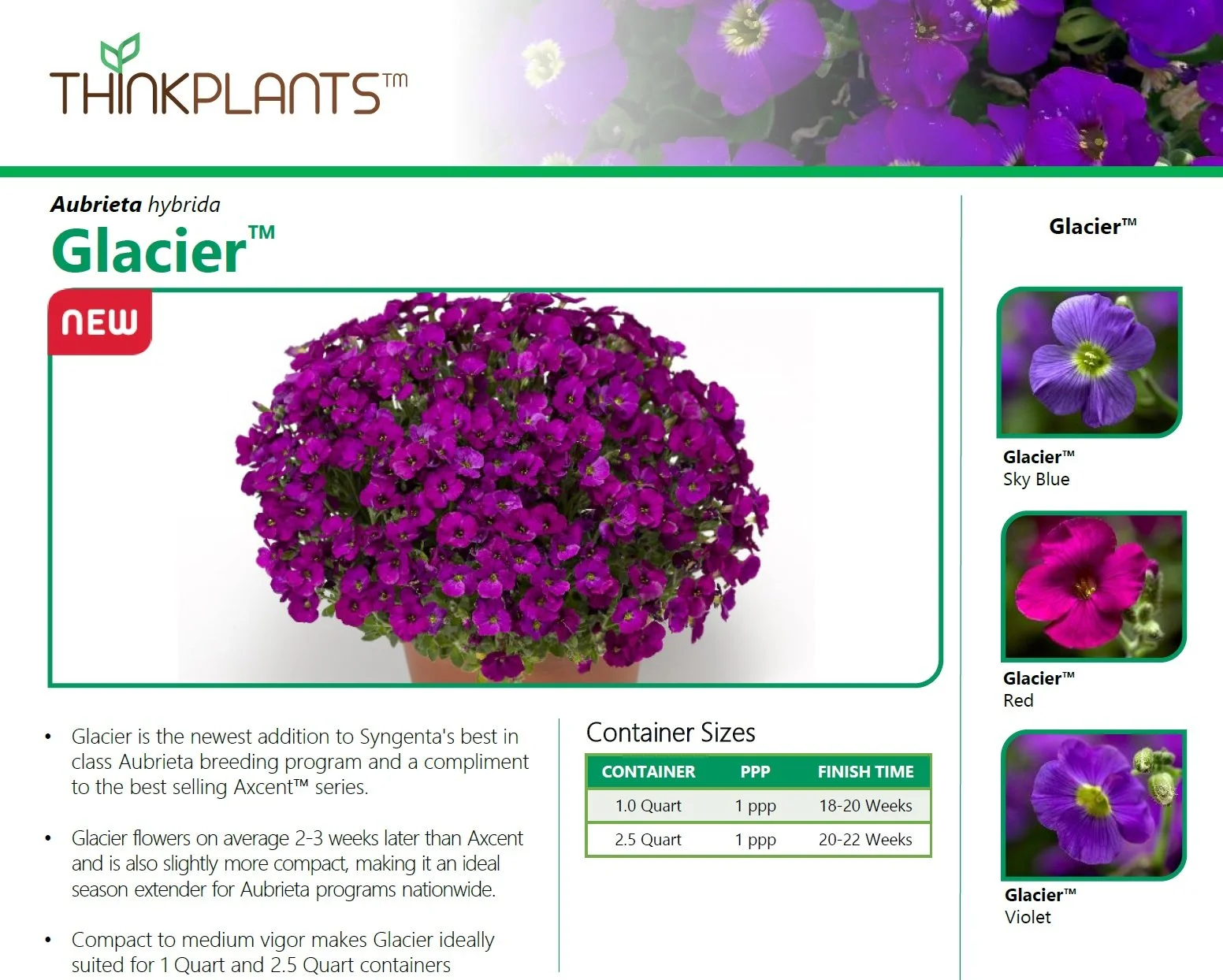Aubrieta Glacier™