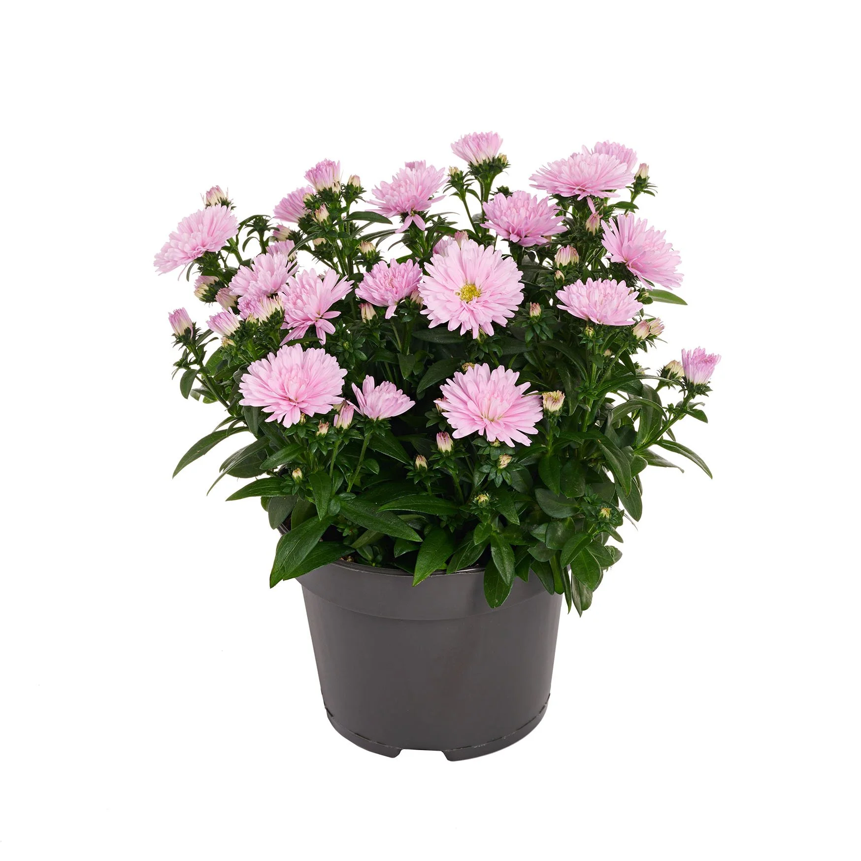 RVZ_Aster_Sweet Pink__Preview.jpg