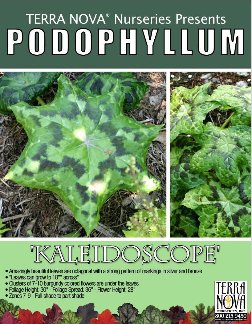 Podophyllum Kaleidoscope