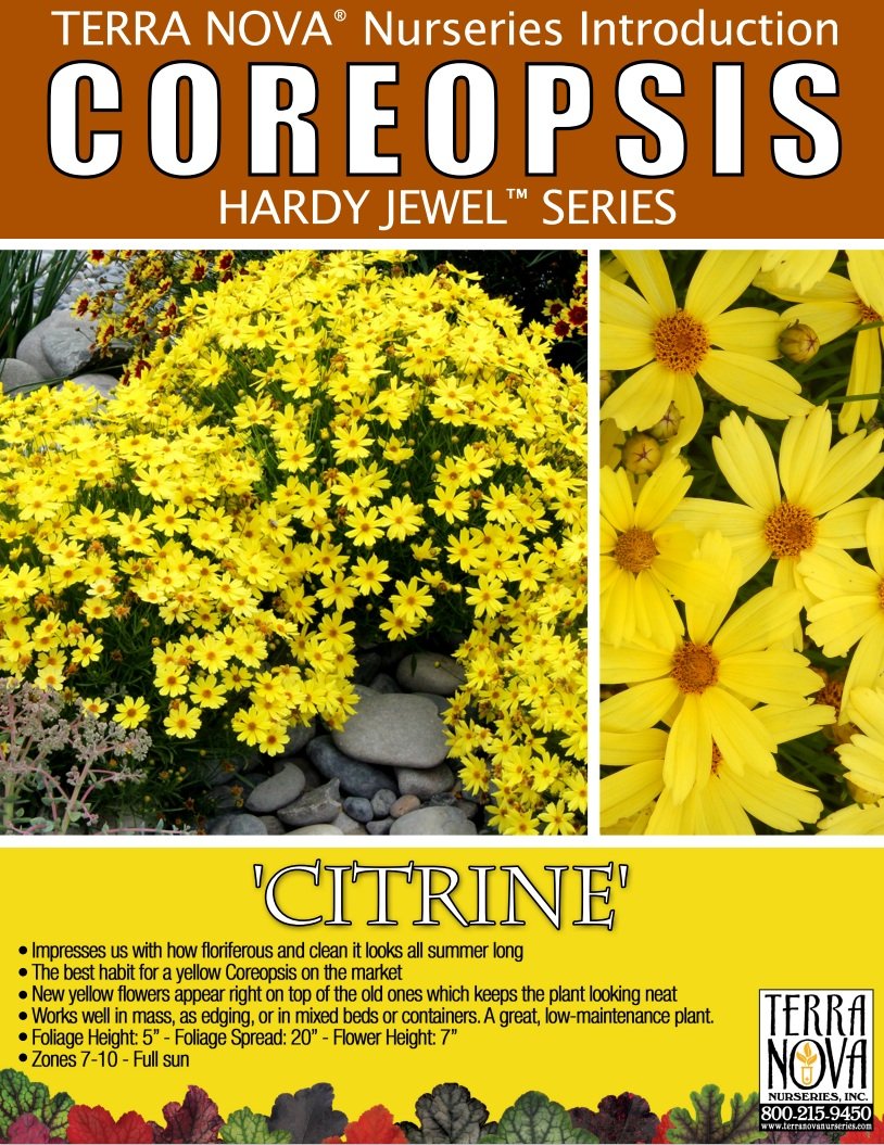 Coreopsis Citrine