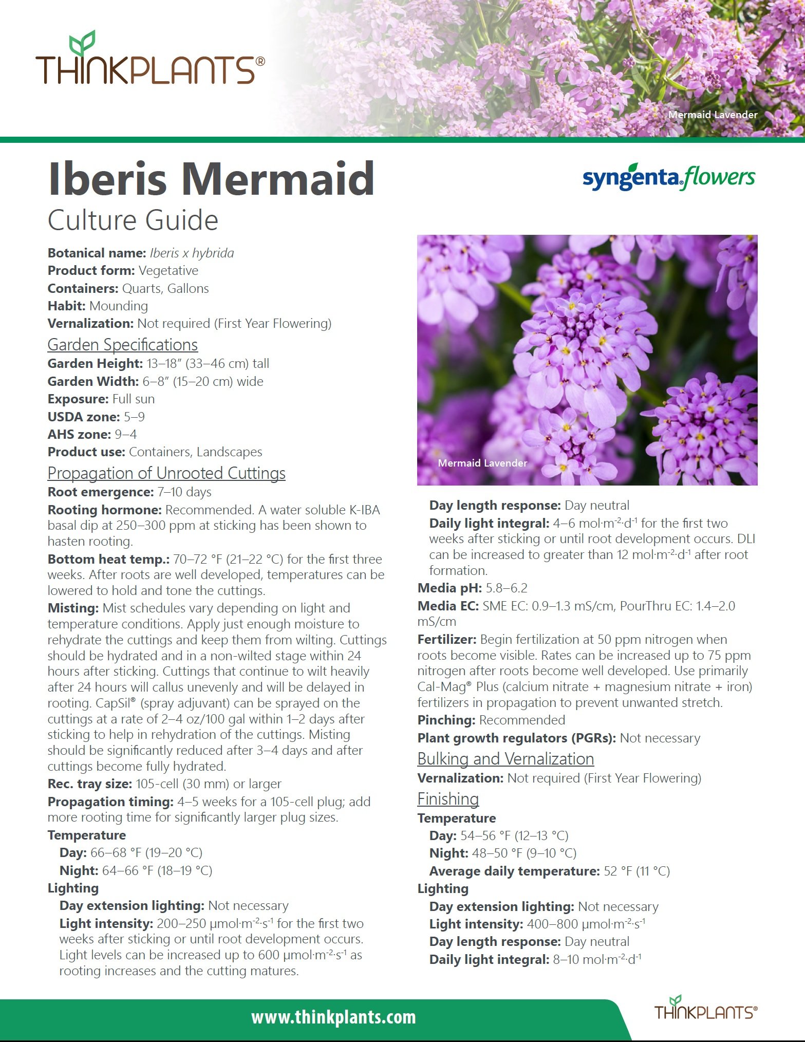 Iberis Mermaid