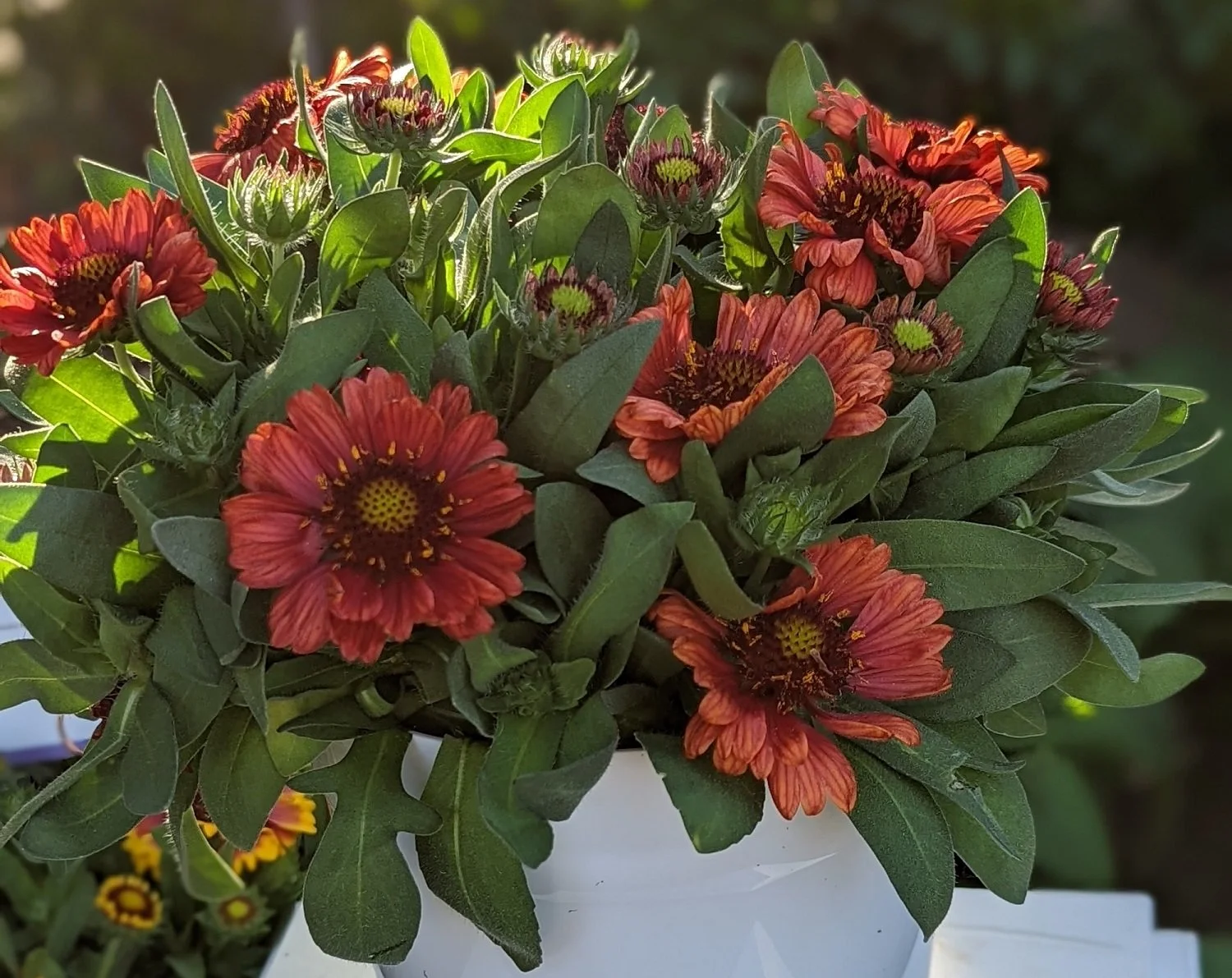 Gaillardia GUSTO™