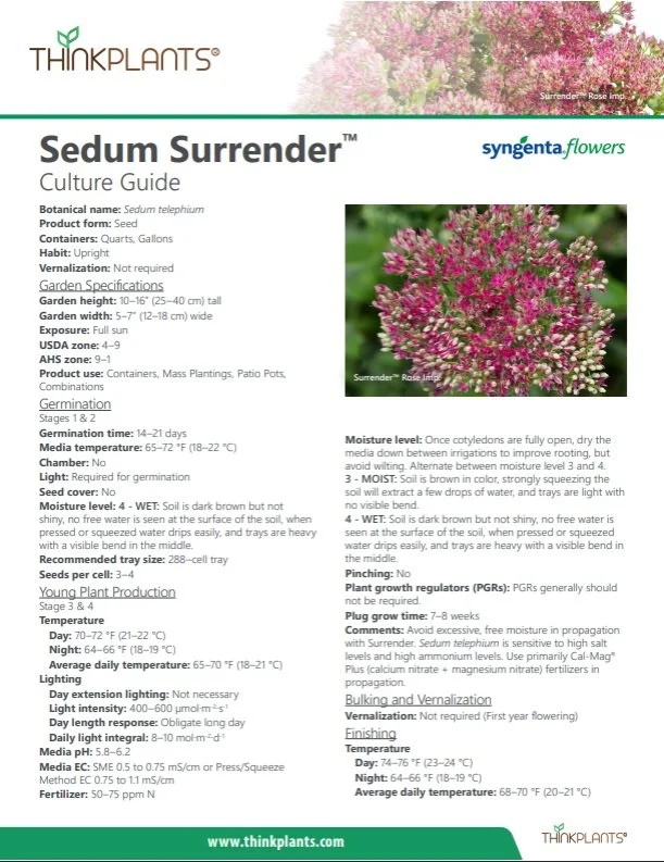 Sedum Surrender™