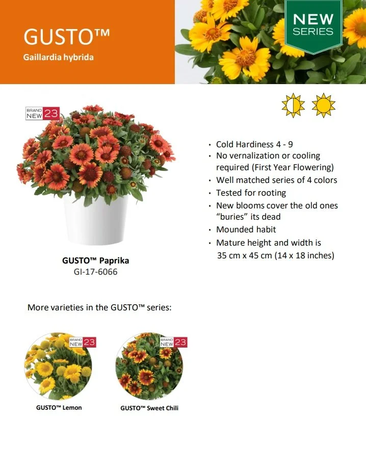 Gaillardia Gusto™