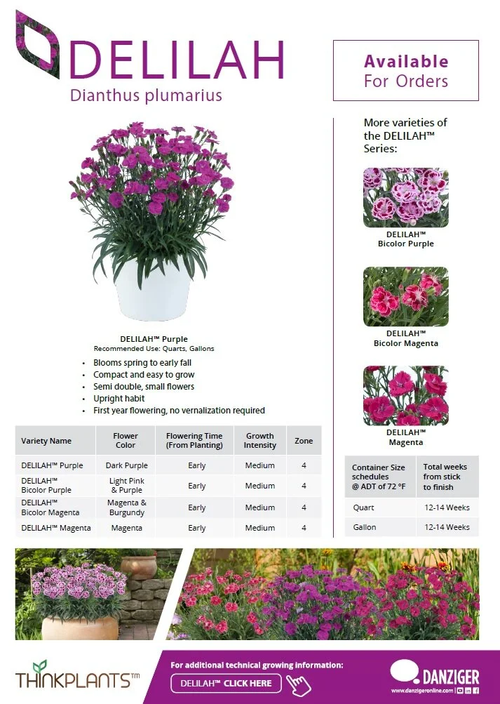 Dianthus Delilah™