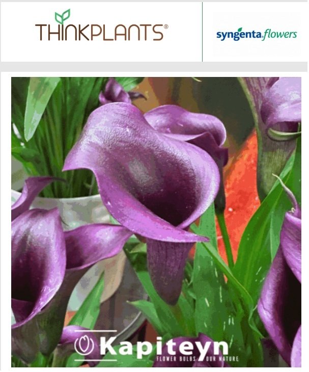 Stateside Calla Tubers from Kapiteyn