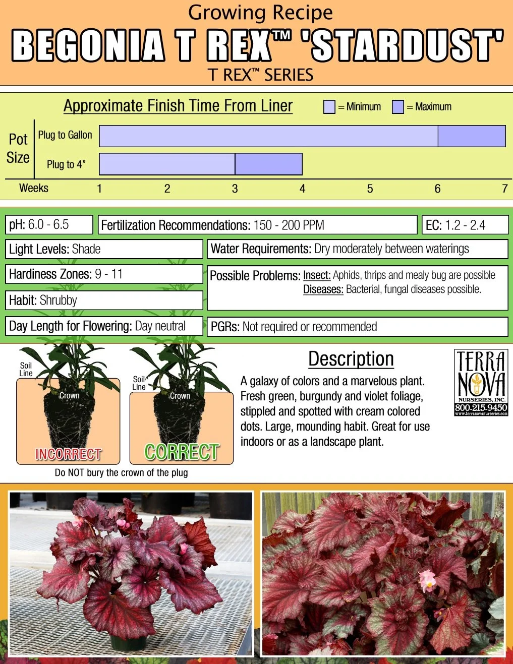 Begonia T Rex™ Stardust