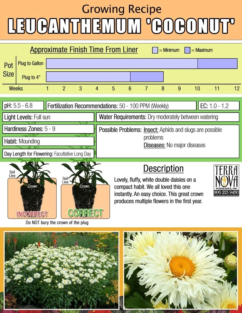 Leucanthemum Coconut