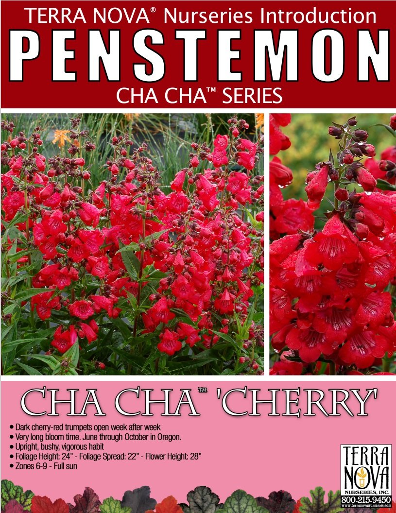 Penstemon Cha Cha™ Cherry