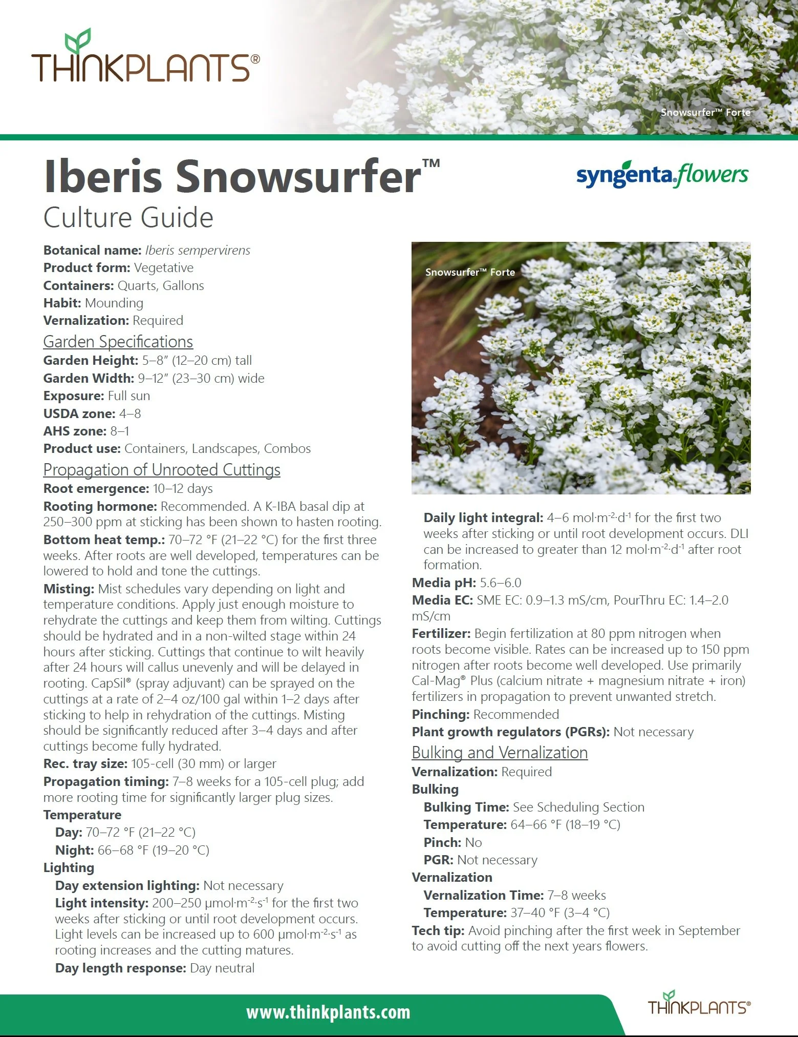 Iberis Snowsurfer™