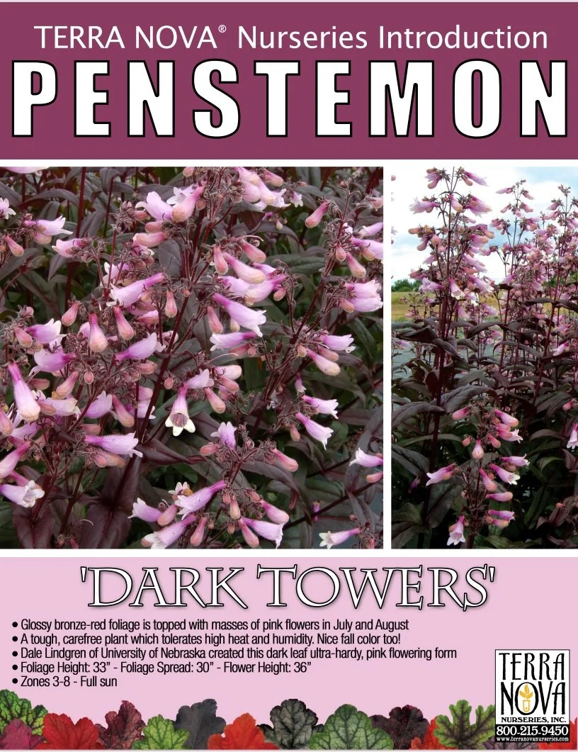 Penstemon 'Dark Towers'