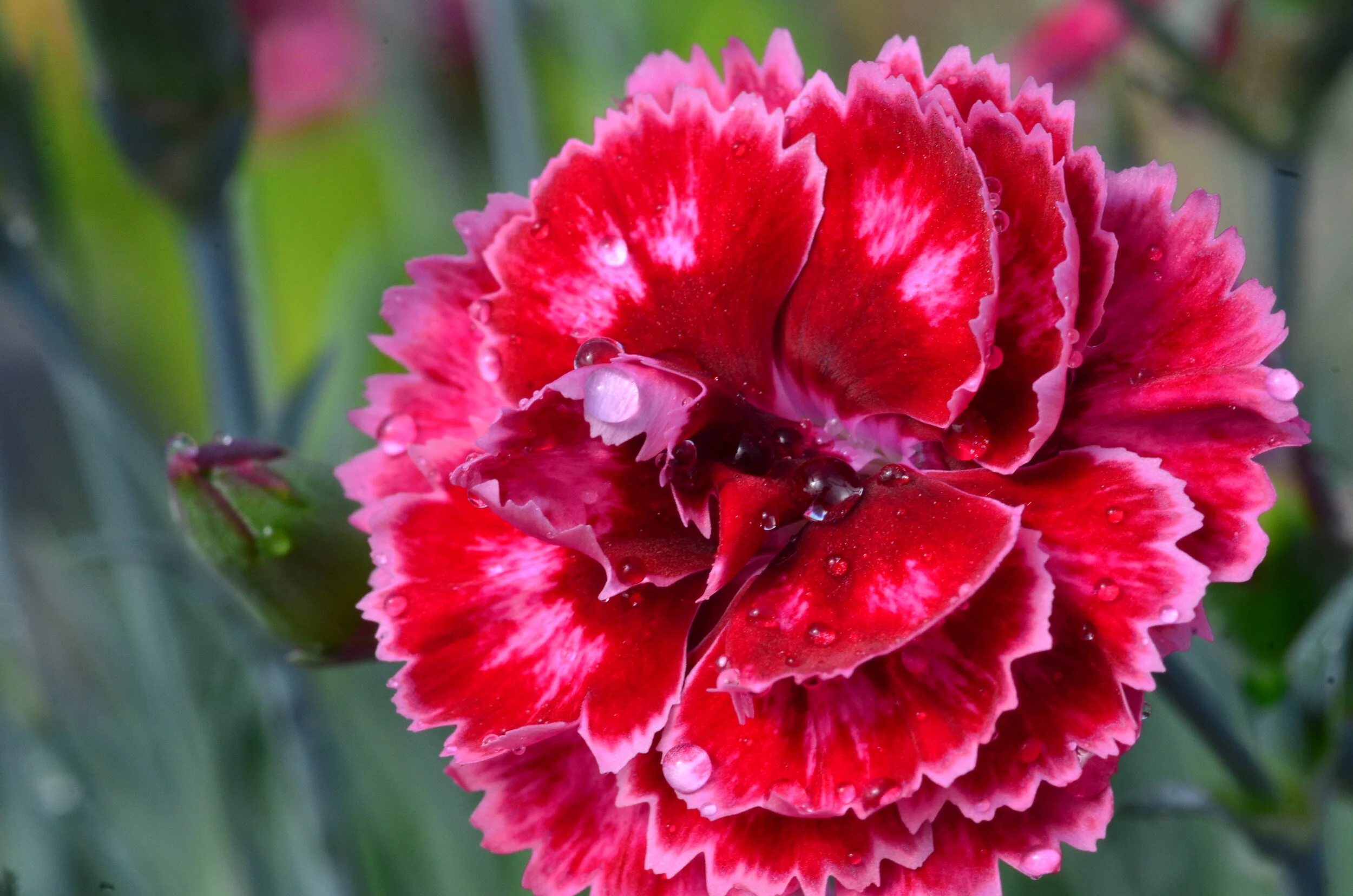 Dianthus Scent from Heaven™