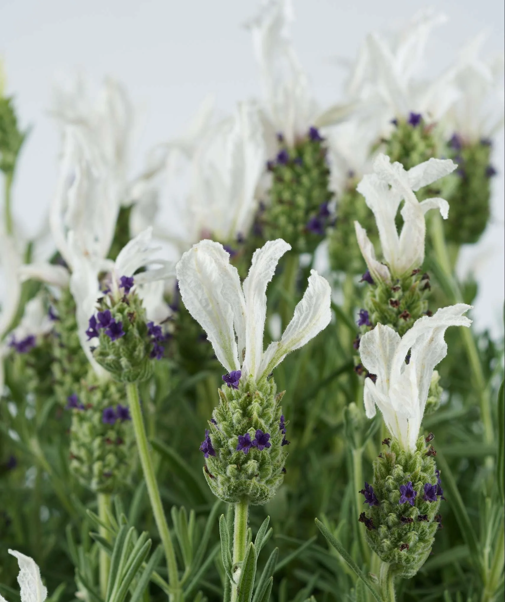 Lavandula Laveanna™