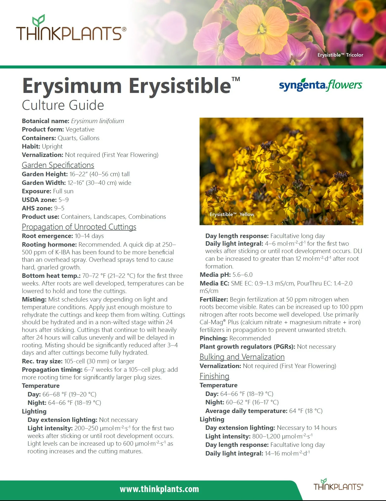 Erysimum Erysistible™
