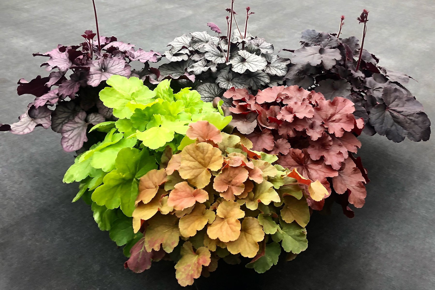 Купить Гейхеру