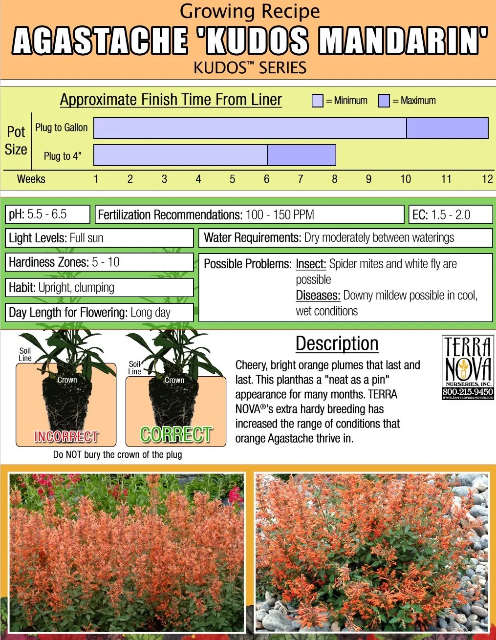 Agastache Kudos™ Mandarin