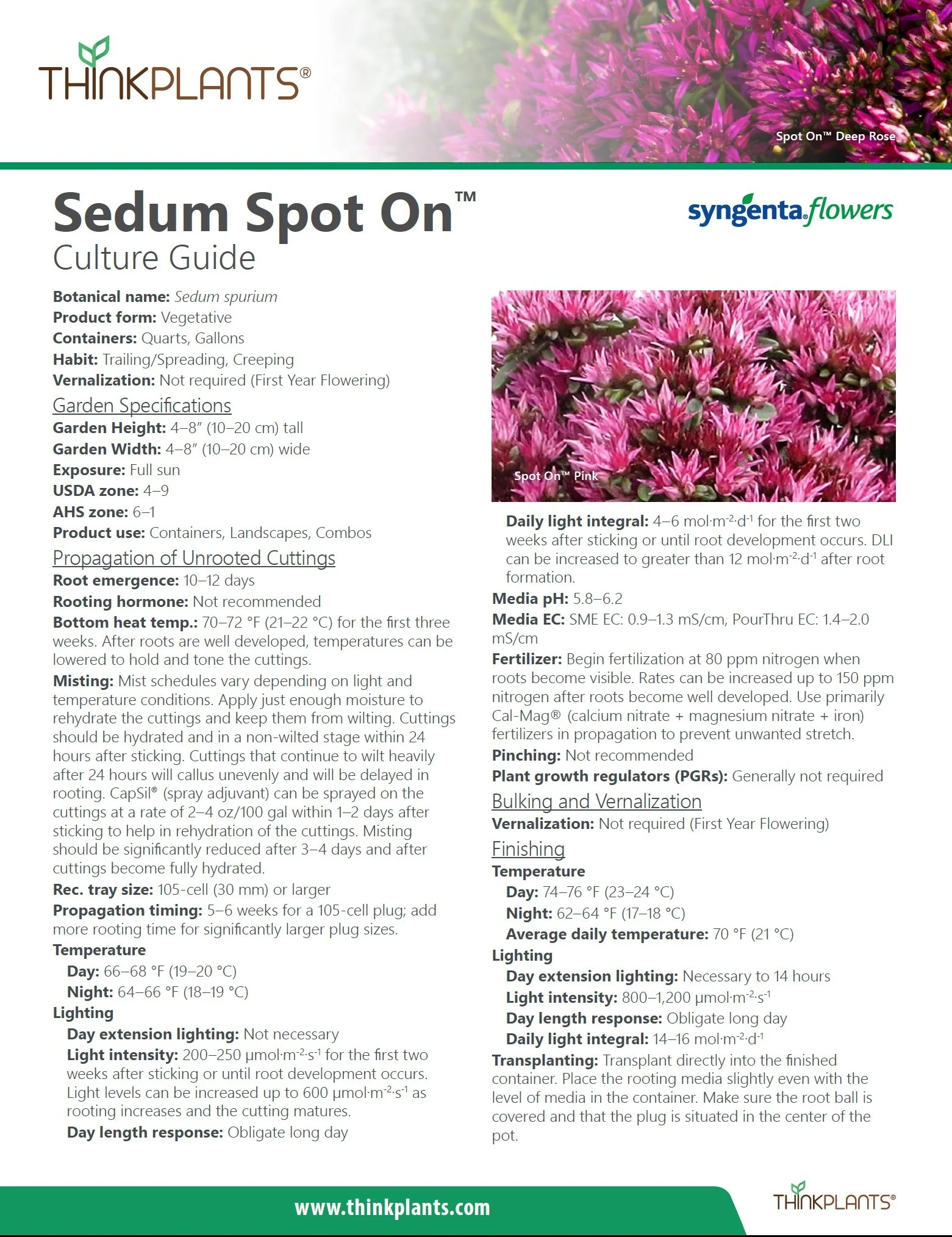 Sedum Spot On™