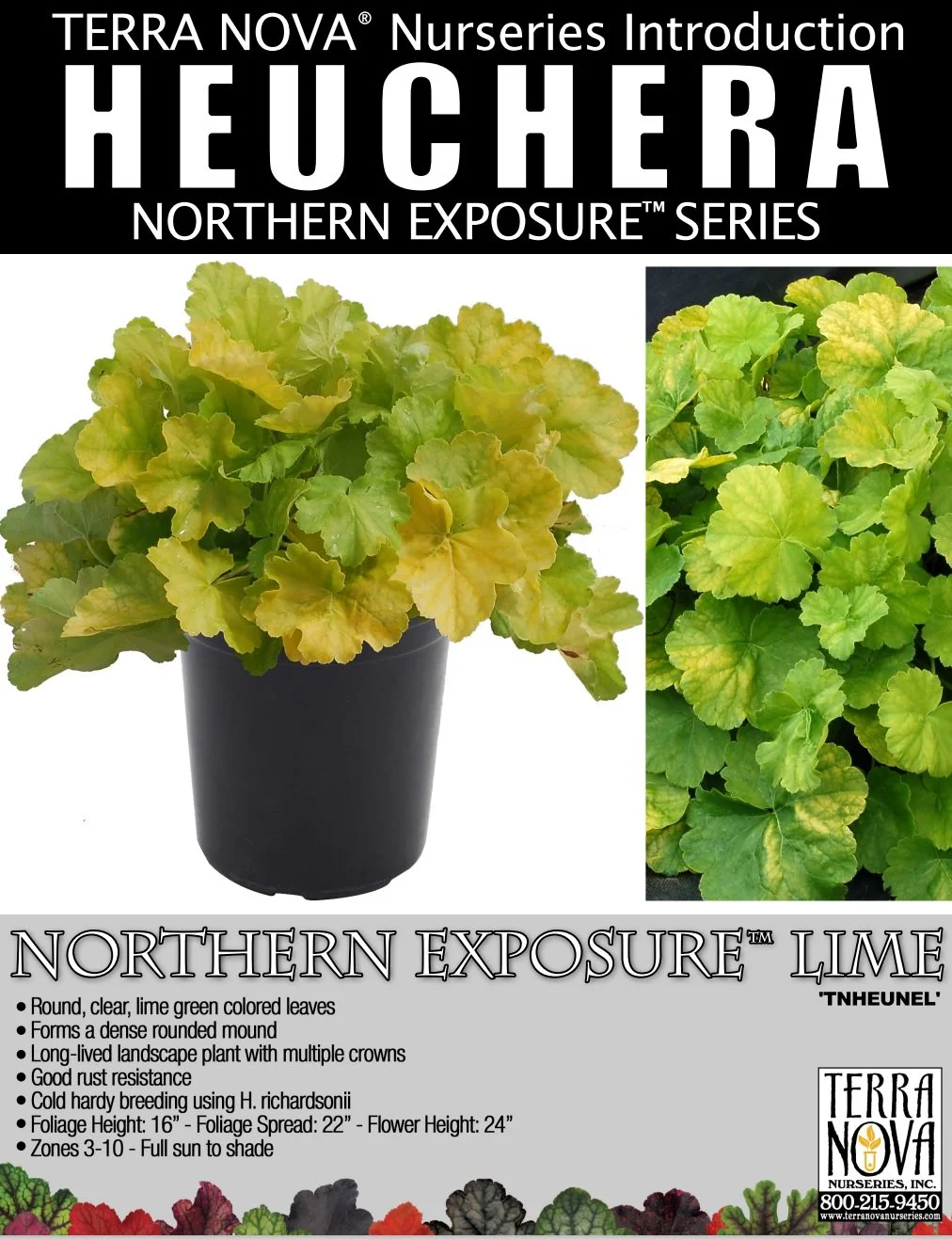 Heuchera Northern Exposure™ Lime