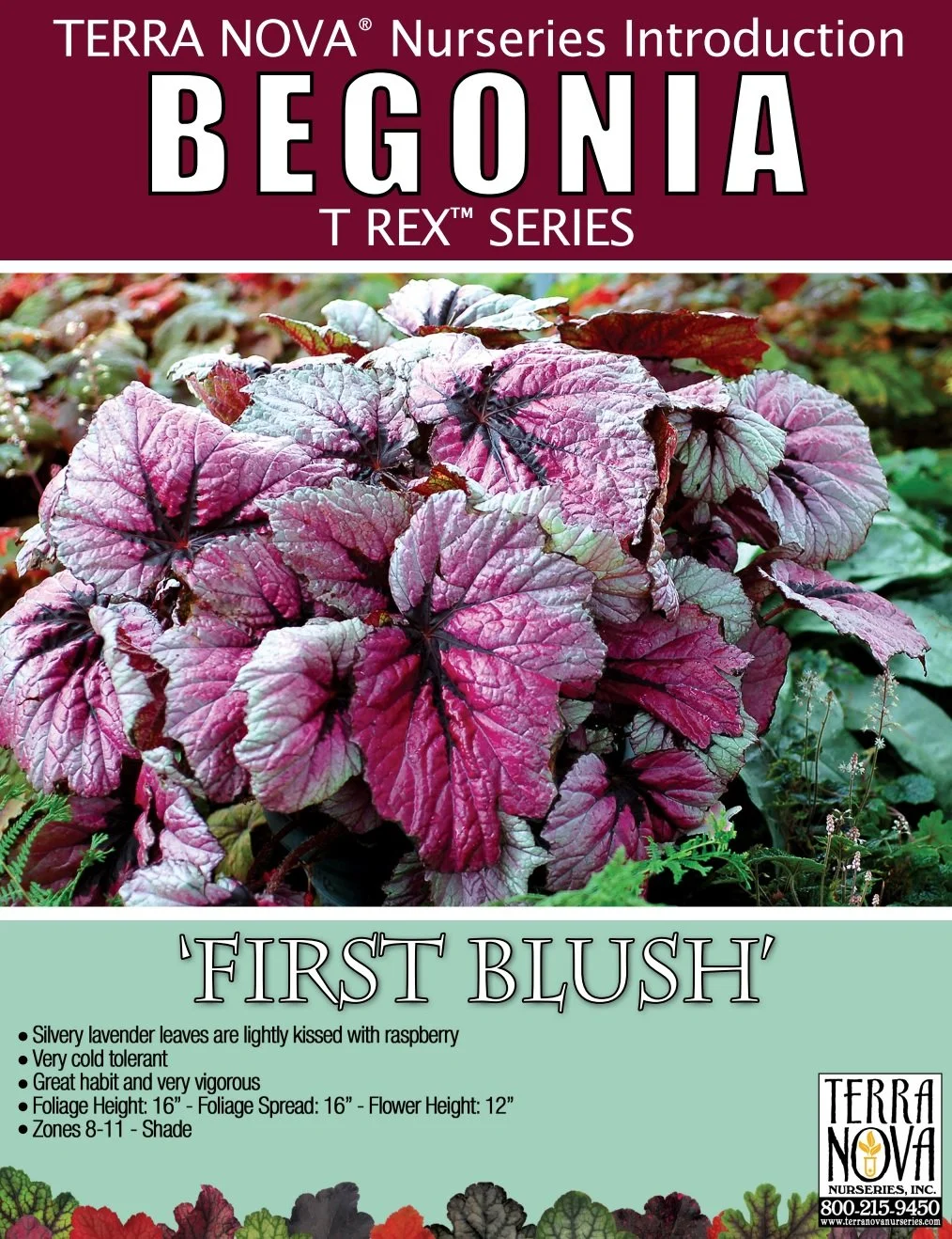 Begonia T Rex™ First Blush