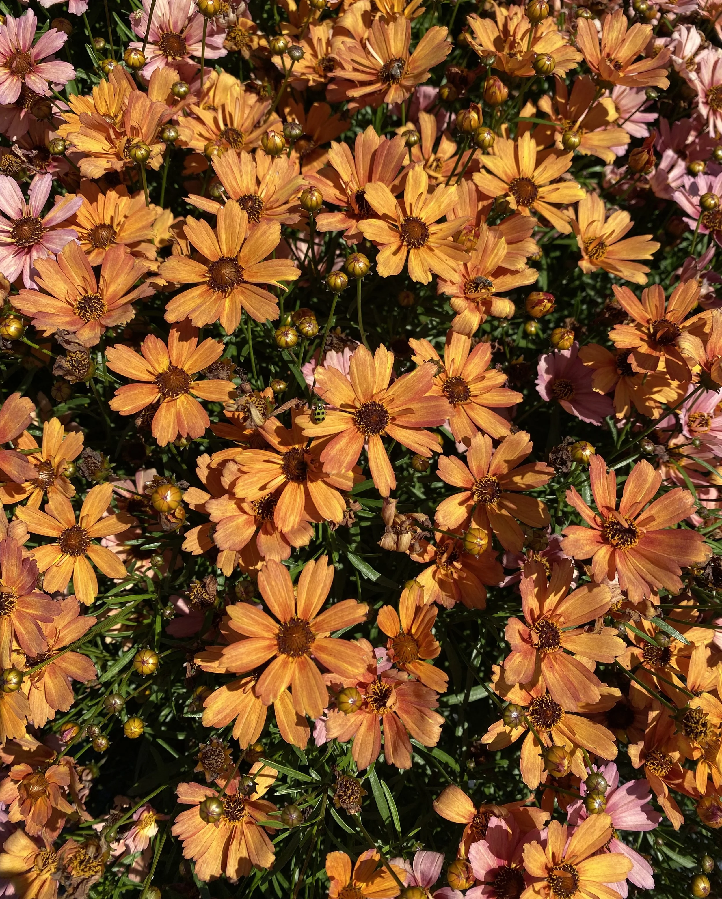 Coreopsis Nova® Amber