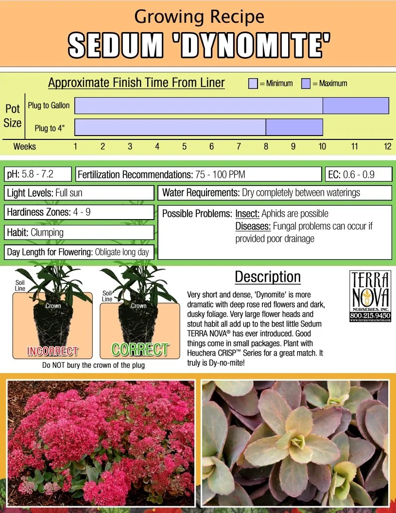 Sedum Dynomite