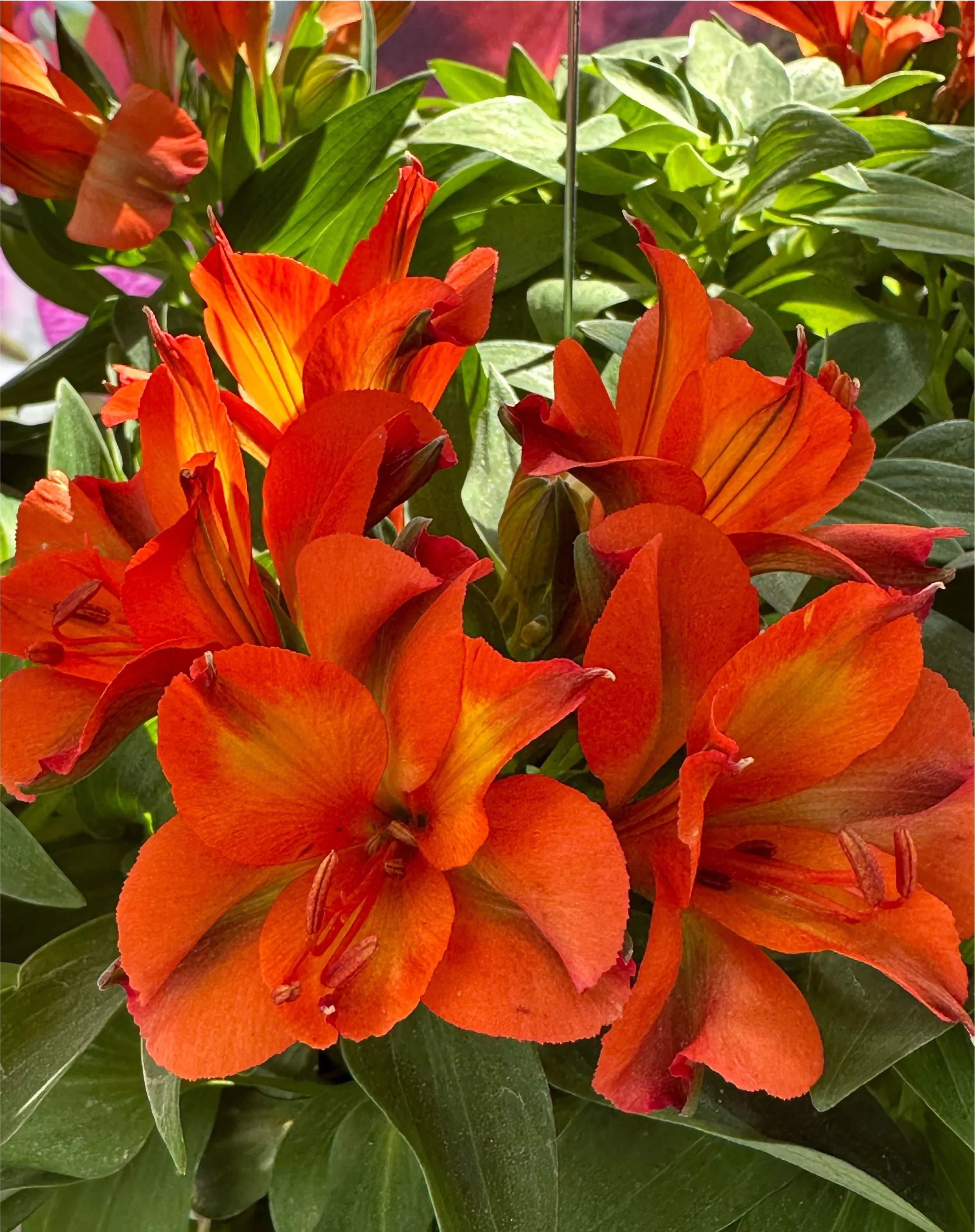 Alstroemeria Colorita® Orania