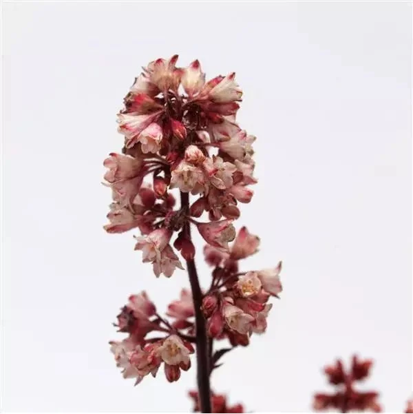 Heuchera Heucherette Pink bloom closeup.jpg