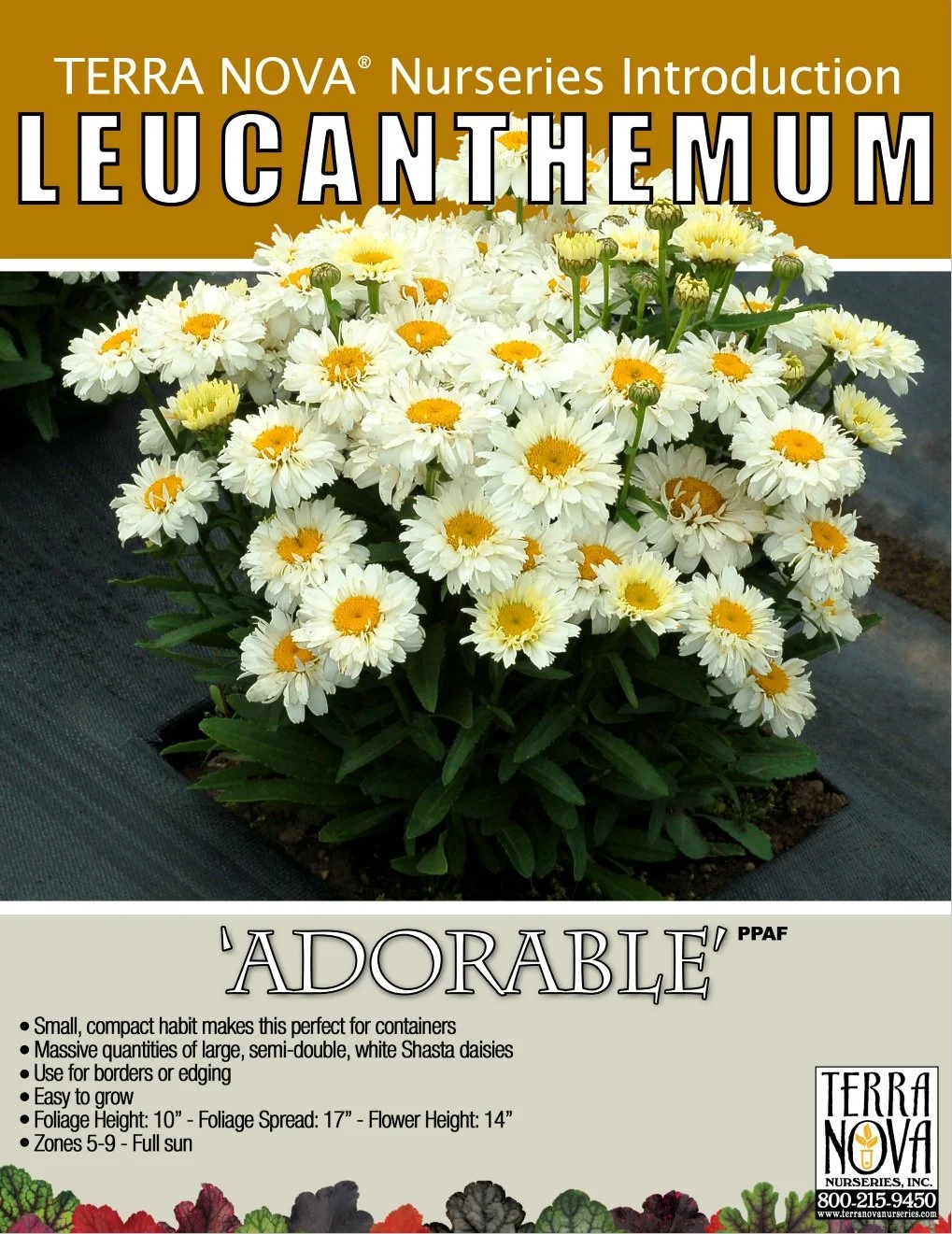 Leucanthemum Adorable