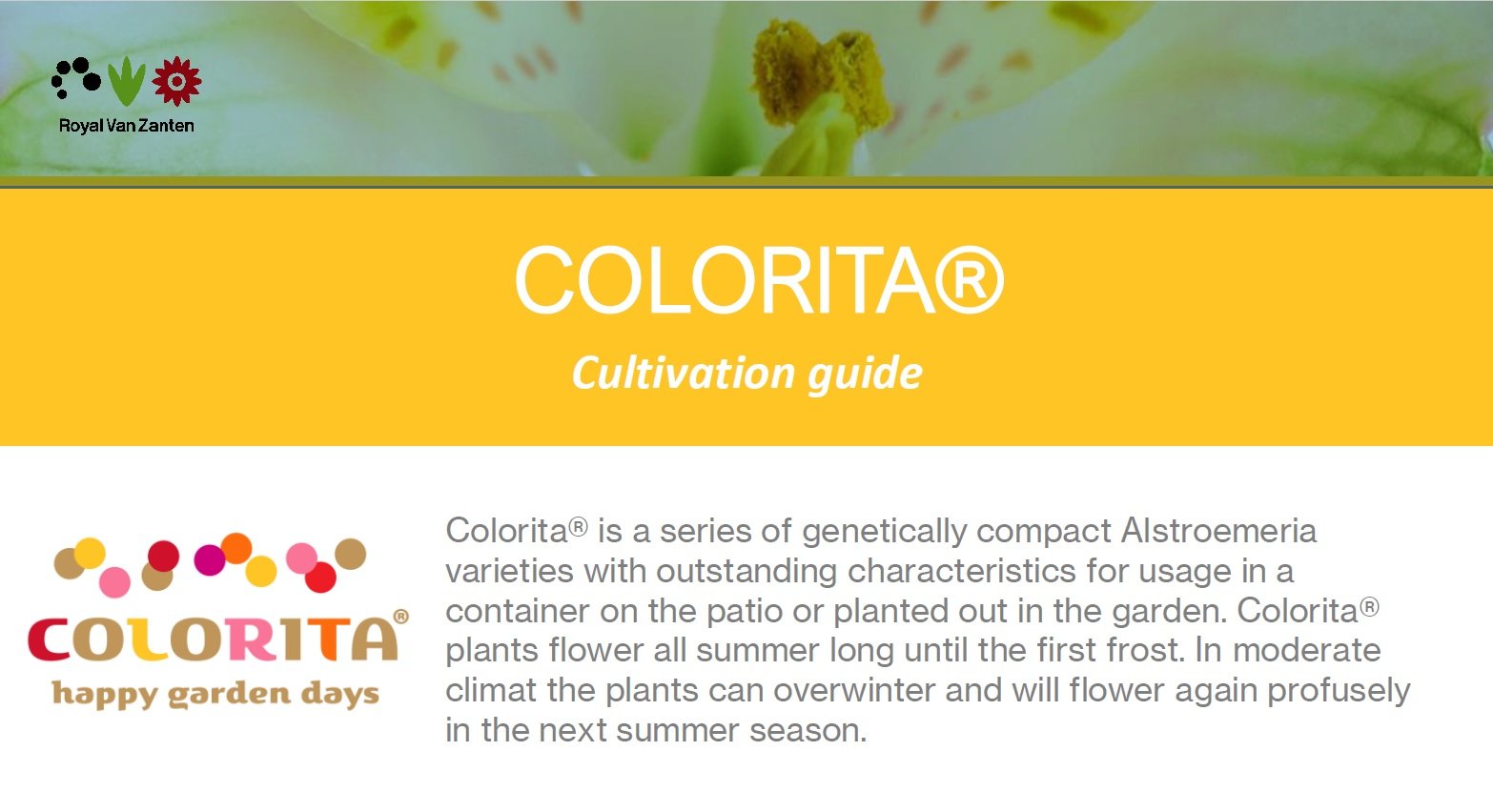 Alstroemeria Colorita® Cultivation Guide-50 Cell