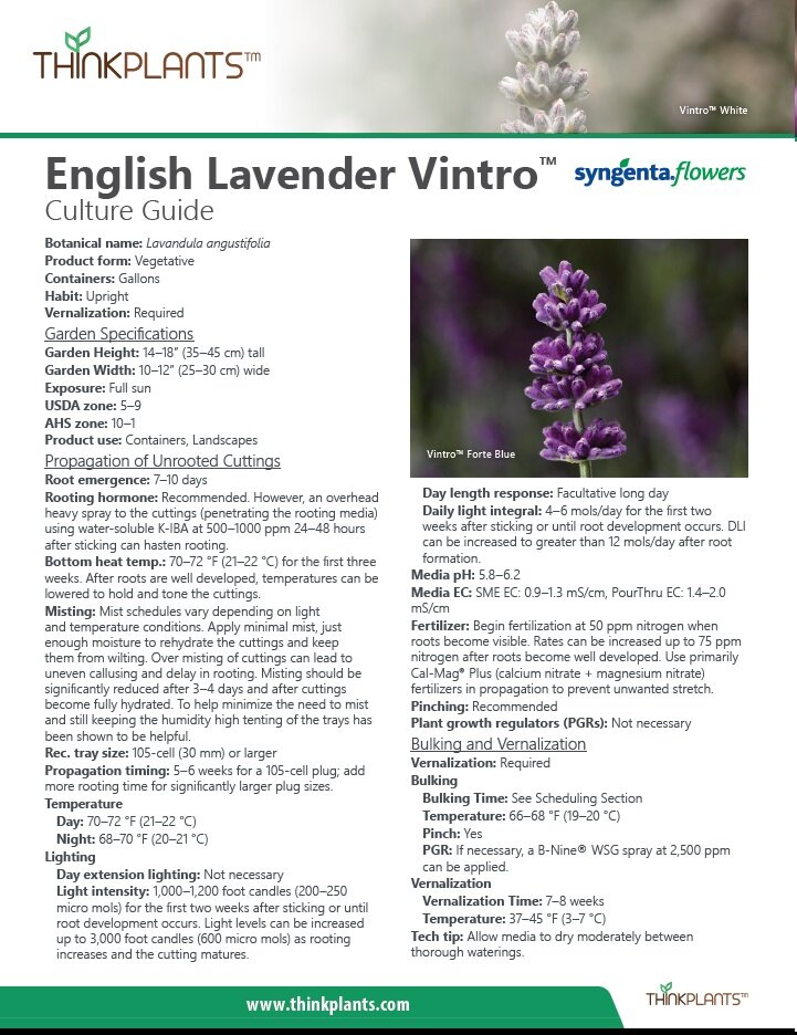 Lavandula angustifolia Vintro™