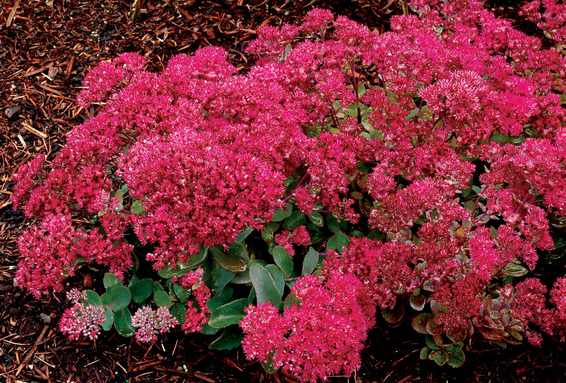 Sedum-Dynomite-4.jpg