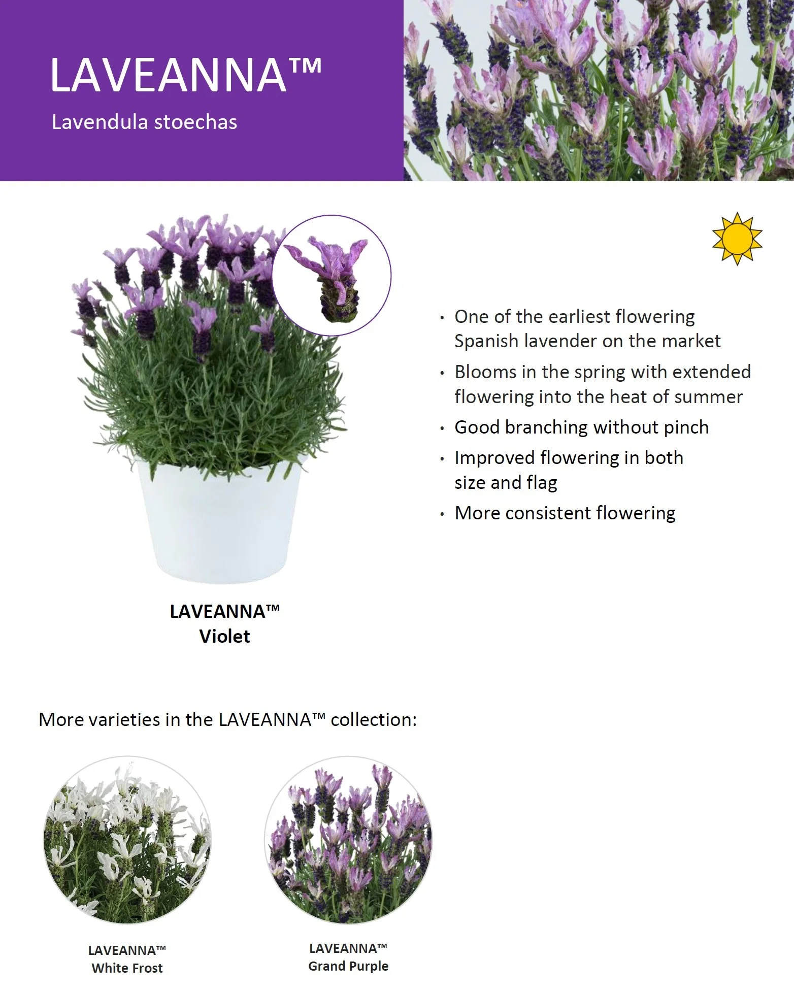 Lavender Laveanna™