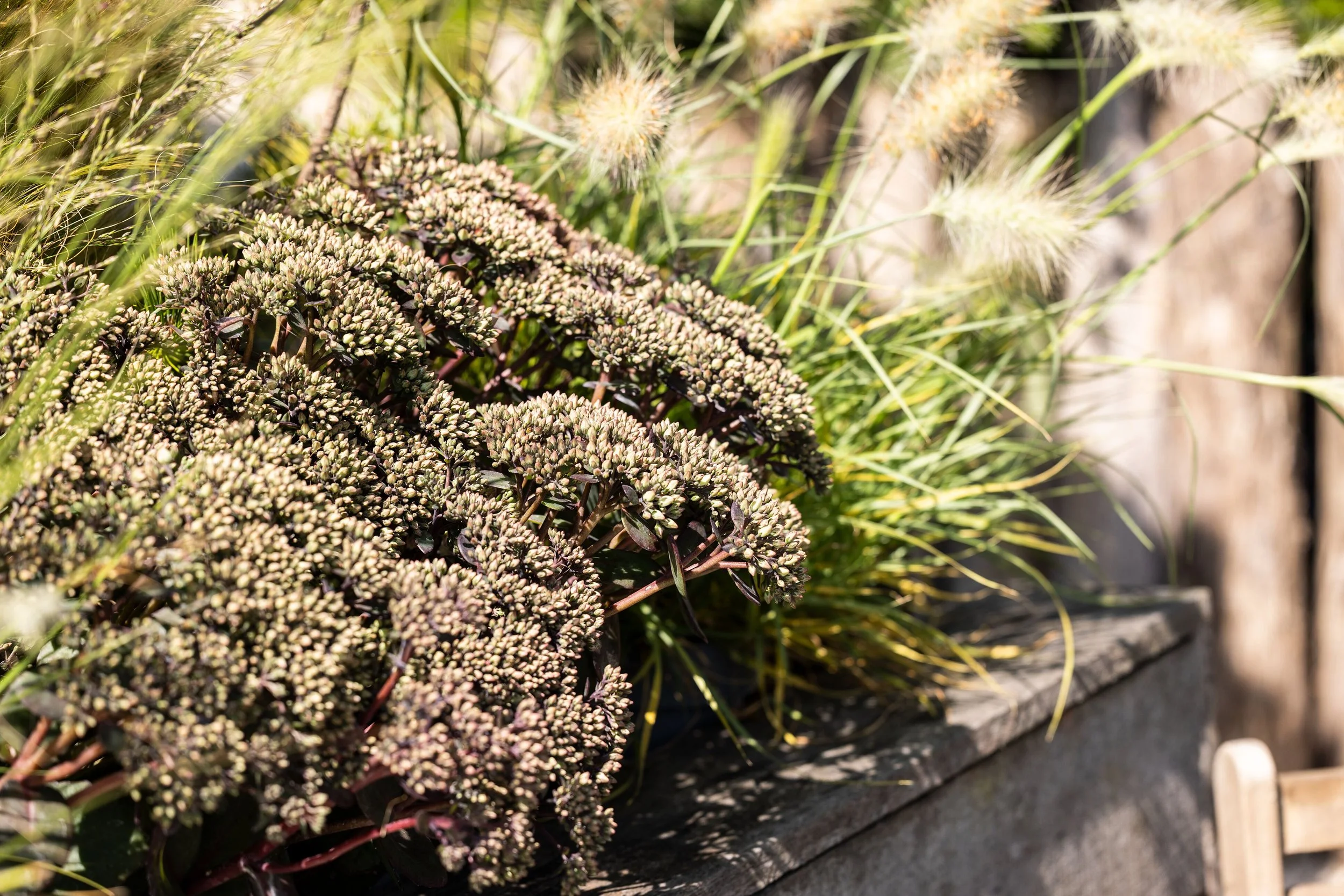 High Res jpg-Hot Rocks Dark Leaf Red (70105251) 1.jpg