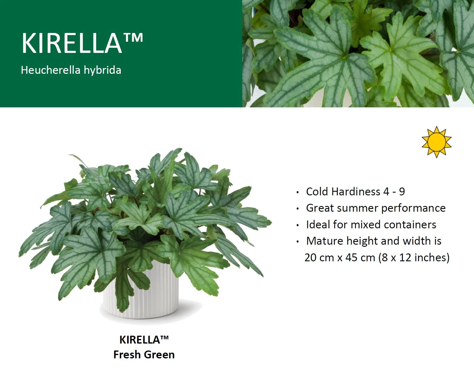 Heuchera KIRELLA™