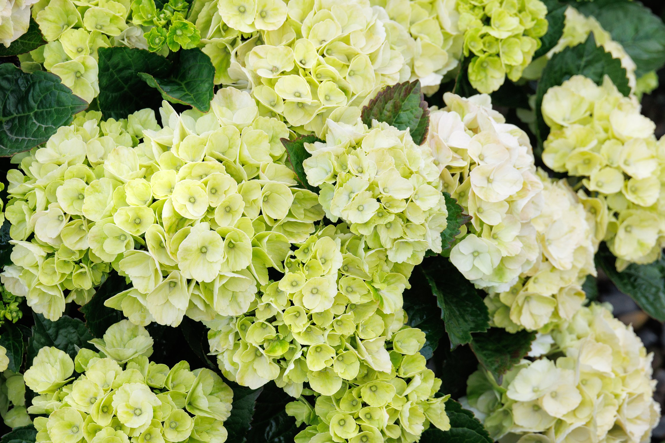 Hydrangea macrophylla Seaside Serenade® Cape Lookout