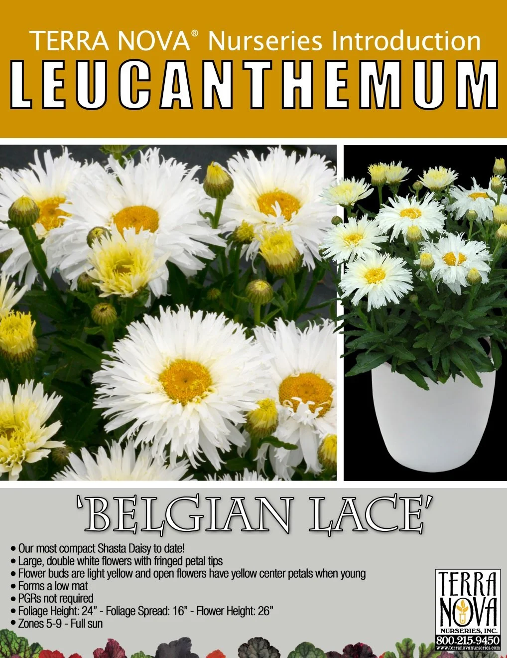 Leucanthemum Belgian Lace